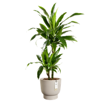 amber grail 30cm balanced beige